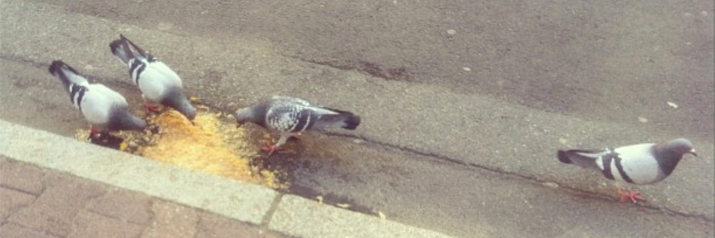 Muchacho Grosero banner