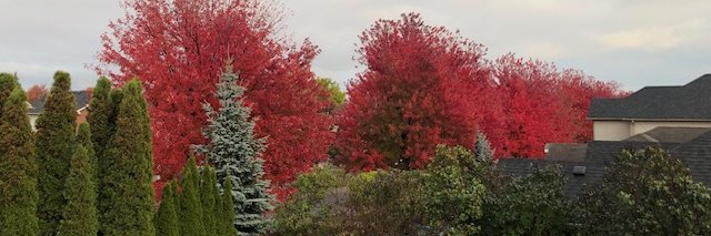 Lou Lou Bobbs banner