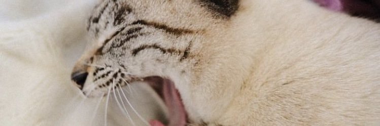 t93456862's profile banner image