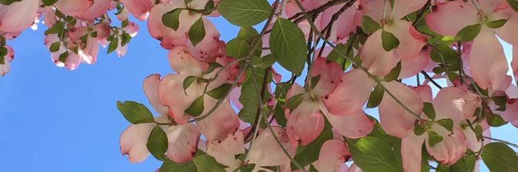 Squidsea's profile banner image