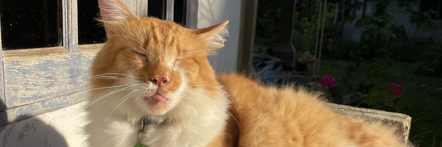 schangbinx's profile banner image