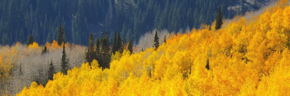 Lindsey Lessing banner