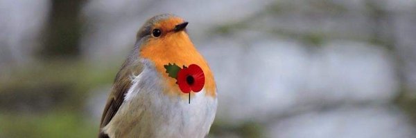 DavidEd32165299 Profile Banner