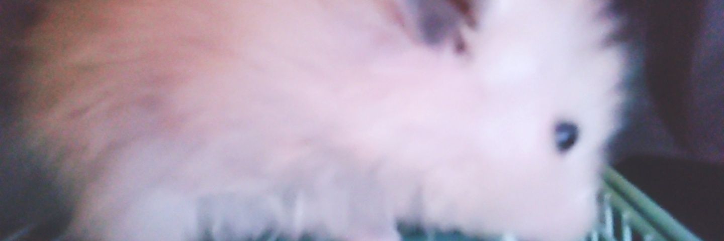 ゆりゆり🐻💿️🍑🥟🏮 banner