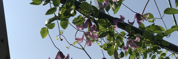 yukionoguchi10 Profile Banner