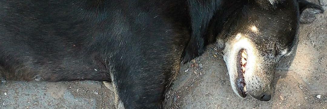 Street Dogs Of India banner