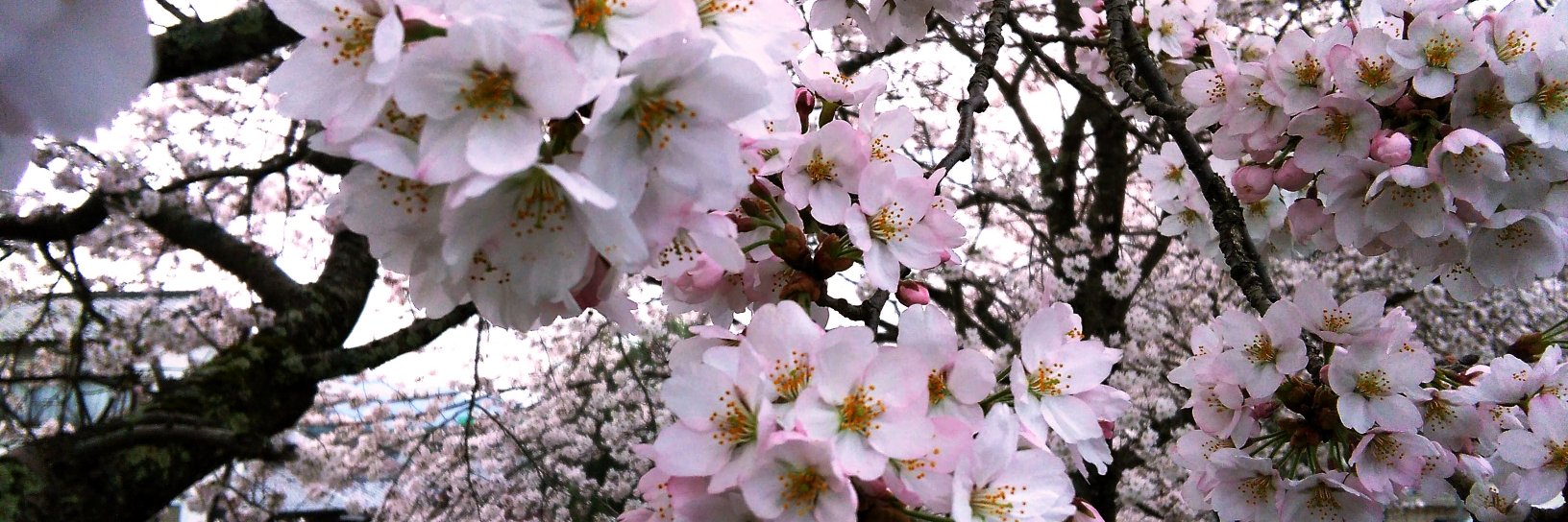 hirokono10's profile banner image