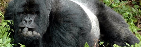 VolcanoesNP Profile Banner