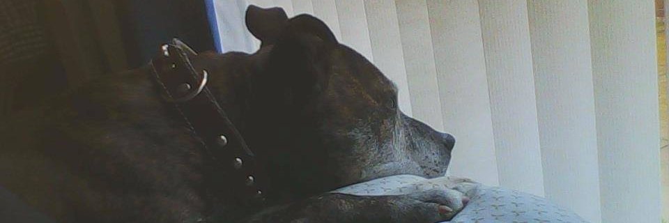 BIRLZ95's profile banner image