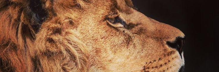 kingpintitoh's profile banner image