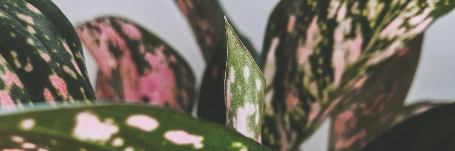 coliflores's profile banner image