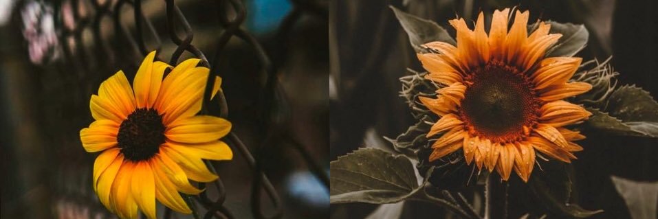 flores_brandee's profile banner image