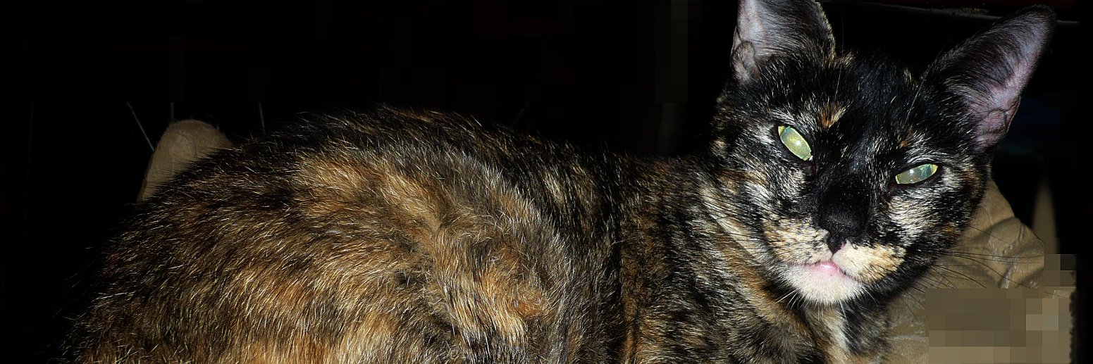 ingridyelitza's profile banner image