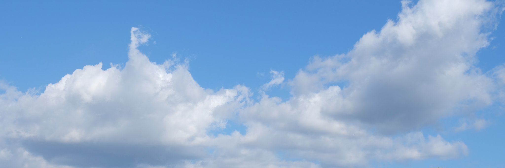 rhodandron's profile banner image