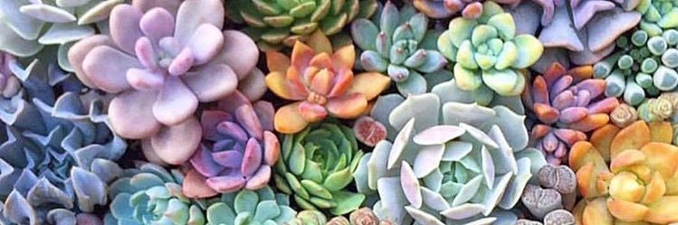 CarlyBowe's profile banner image