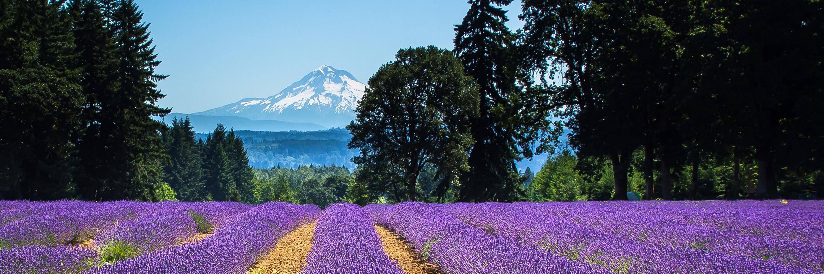 pdxessentials's profile banner image
