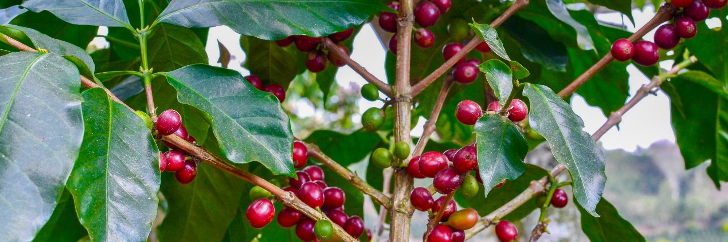 Smalltown Coffee Co. banner