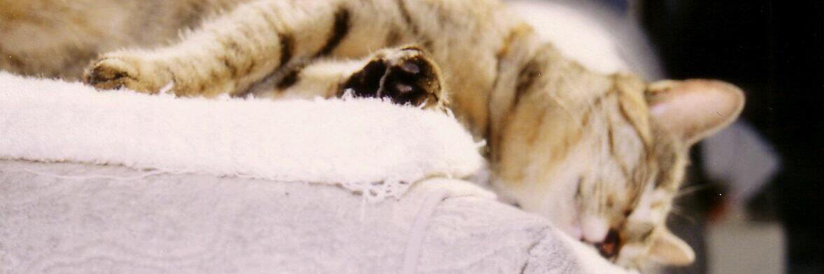 kcy_kitty's profile banner image