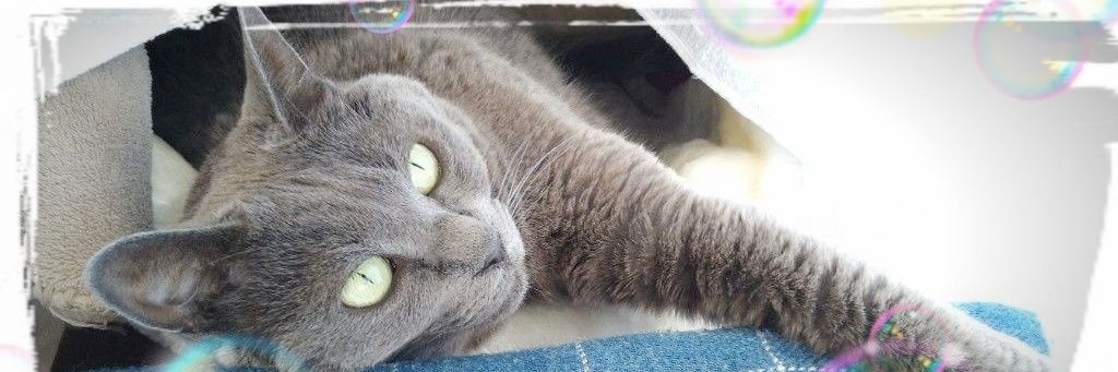 黒猫♪ banner