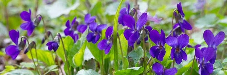 Violet 🌸 banner