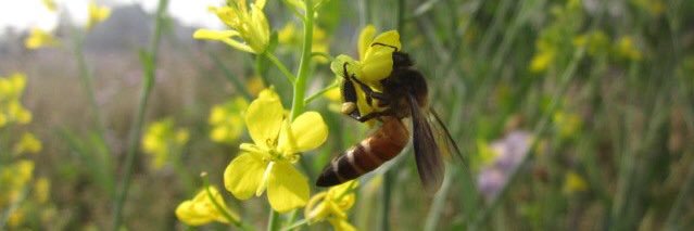 Kedar Devkota, PhD banner