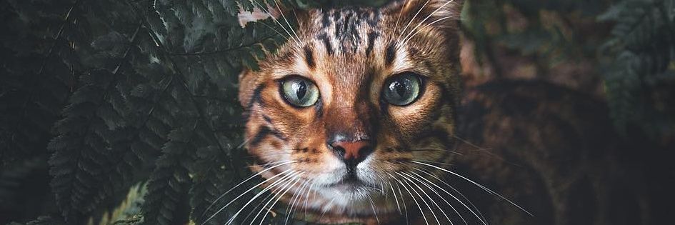 panditism_'s profile banner image