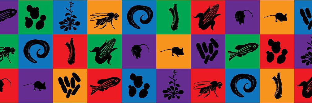 Pro-Test Italia banner