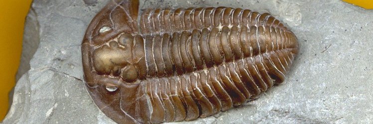 Matthew Wills banner