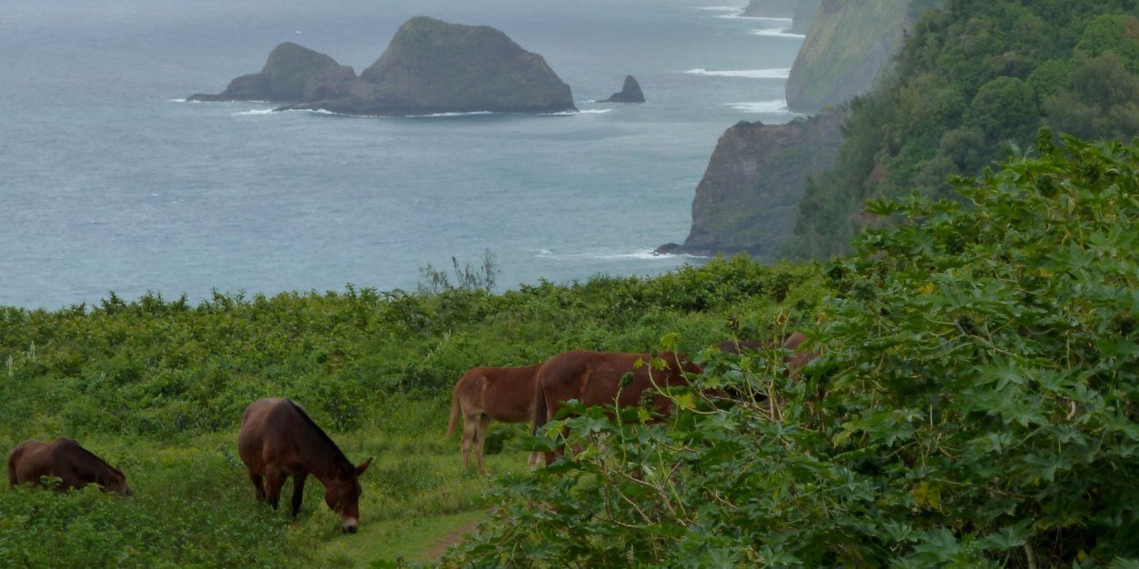 Roman Palacka banner