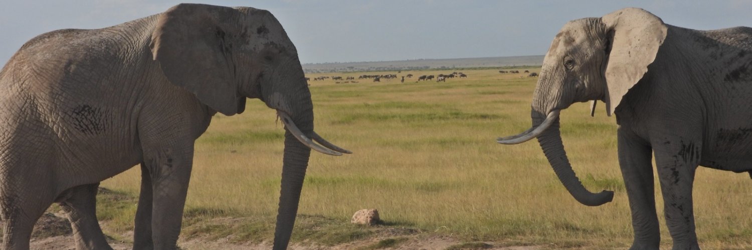 AfricanSafyr's profile banner image