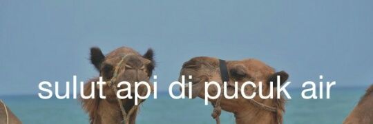 p3mdProbolinggo's profile banner image