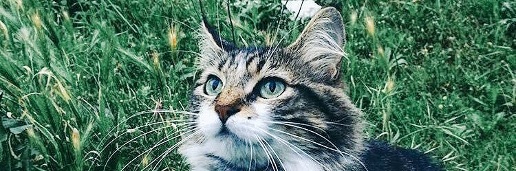 tugcehci's profile banner image