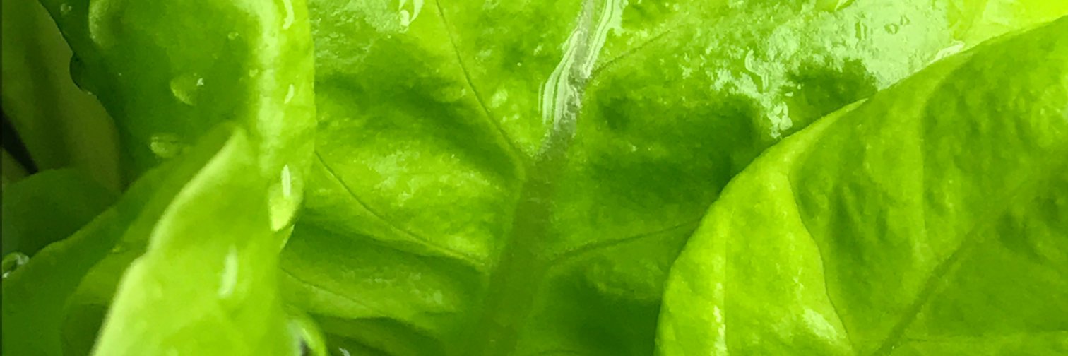 SafiUrbanFarms's profile banner image