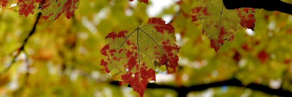 shvetv Profile Banner