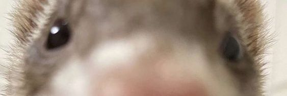 Hecstraiker's profile banner image
