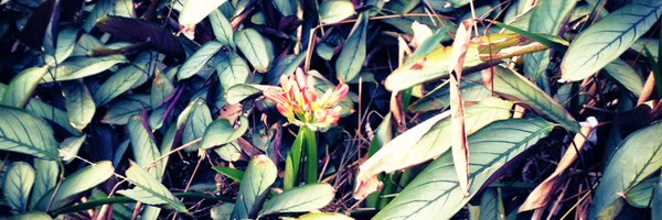 Shanavyre Profile Banner