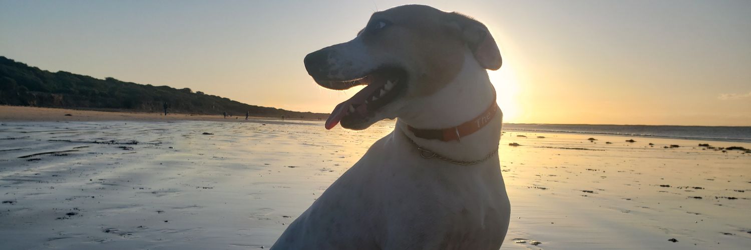 Harrison Tippet banner