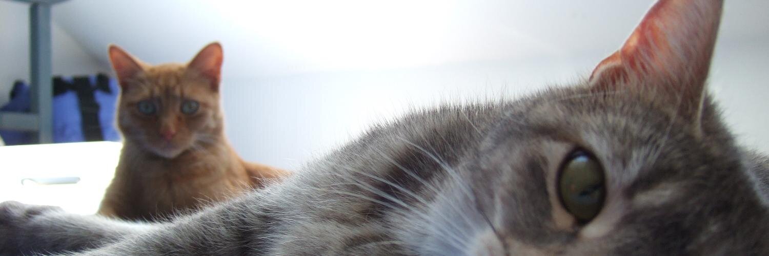 SicSicTapes's profile banner image