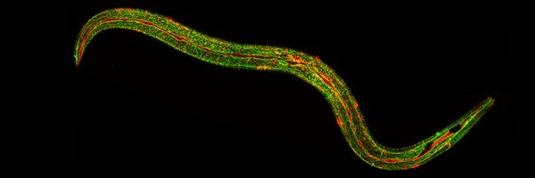 Pujol_lab Profile Banner