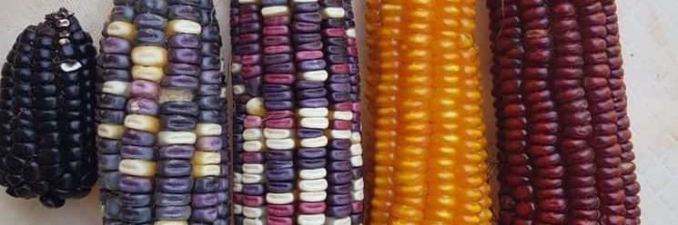 Slow Food Kenya banner