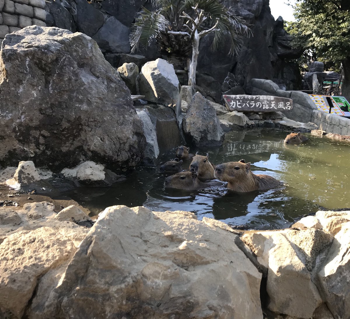 珊瑚 banner