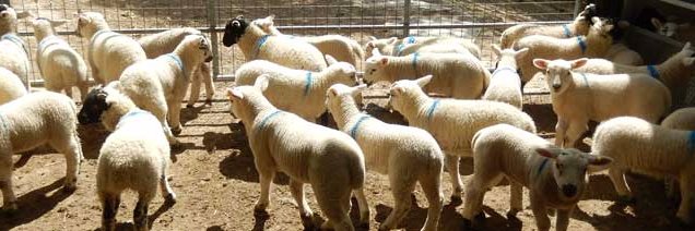 Operation Bo Peep banner