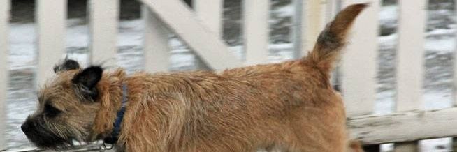 Toph🌈 2/14/2013 - 4/19/2025🐾 😇 😈❣️ banner