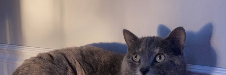 Gill_morrison99's profile banner image