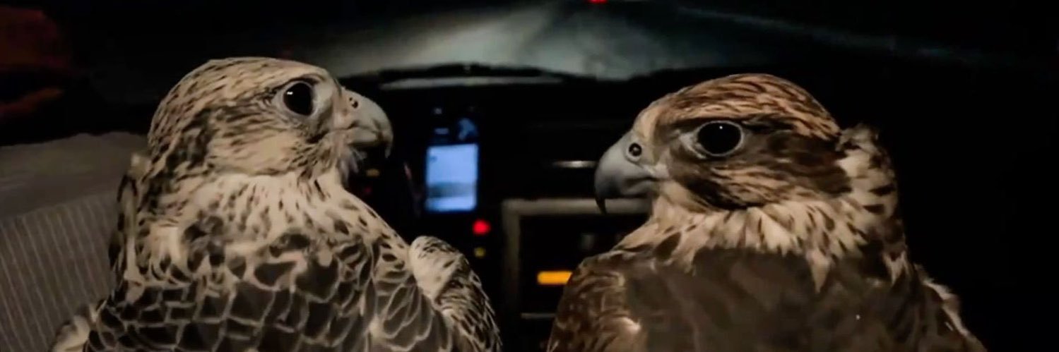 Ibrahim Alrajeh banner