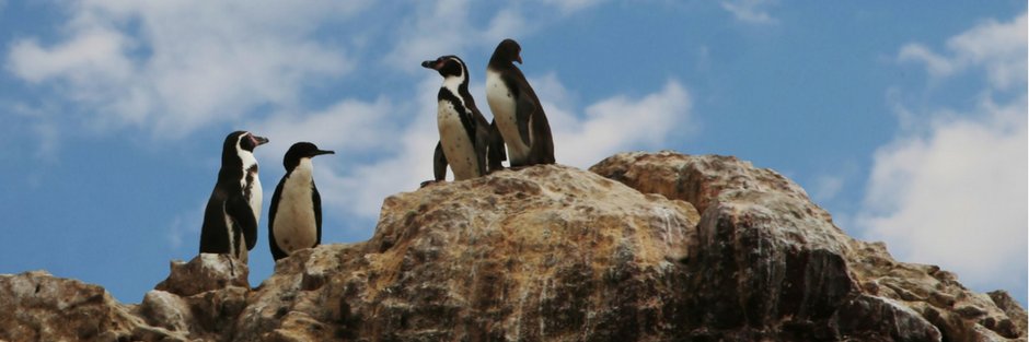 Linux Security Labs banner