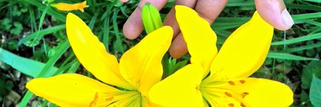 yellooh's profile banner image
