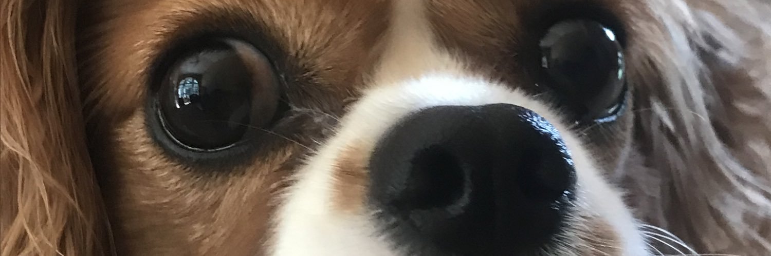 Tradd Siegling banner