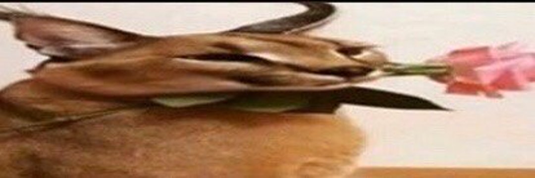 r0xwolf's profile banner image