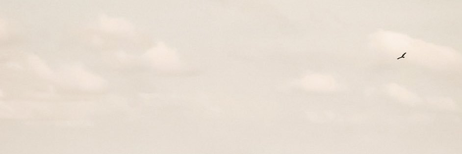 andy. banner